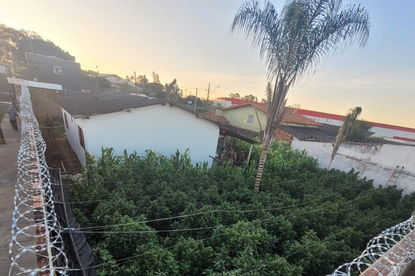 PM encontra residência com o quintal tomado por plantação de maconha em Uberlândia